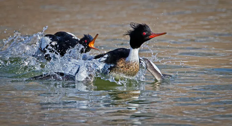 Red-breasted Merganser