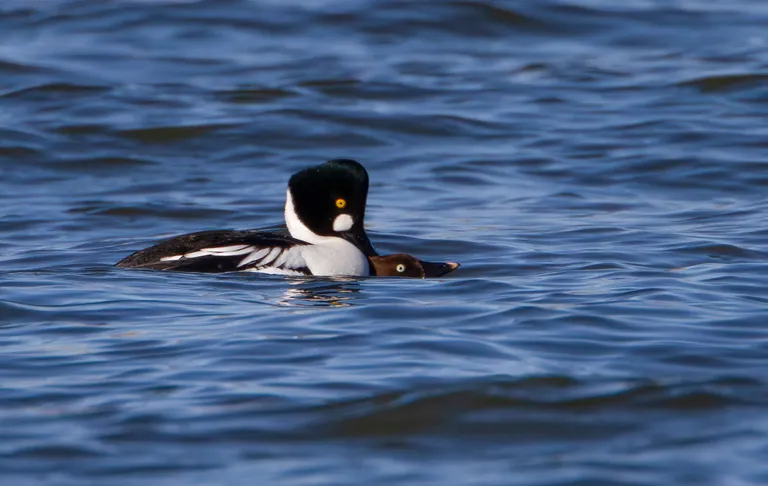 Common Goldeneye