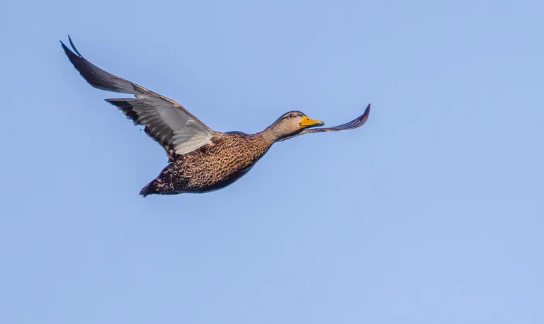 American Black Duck
