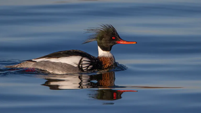 Red-breasted Merganser, male