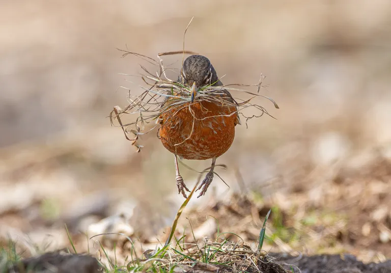 American Robin