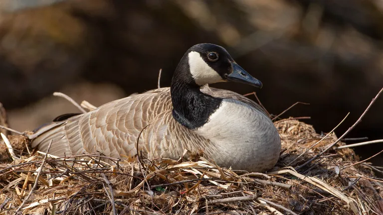 Canada Goose