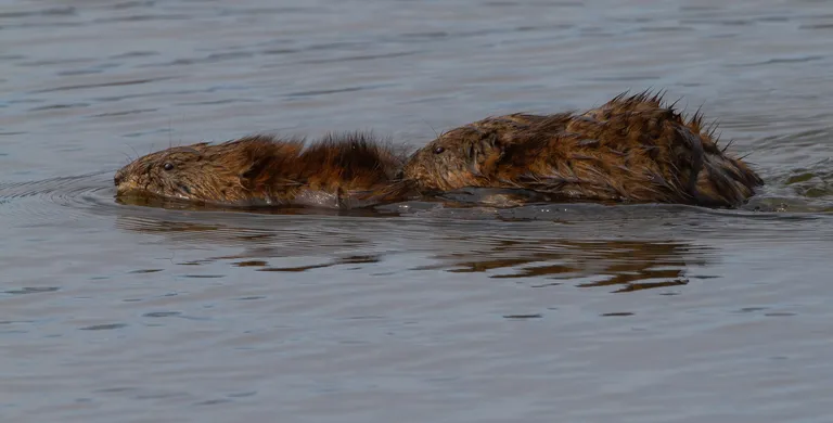 Muskrat