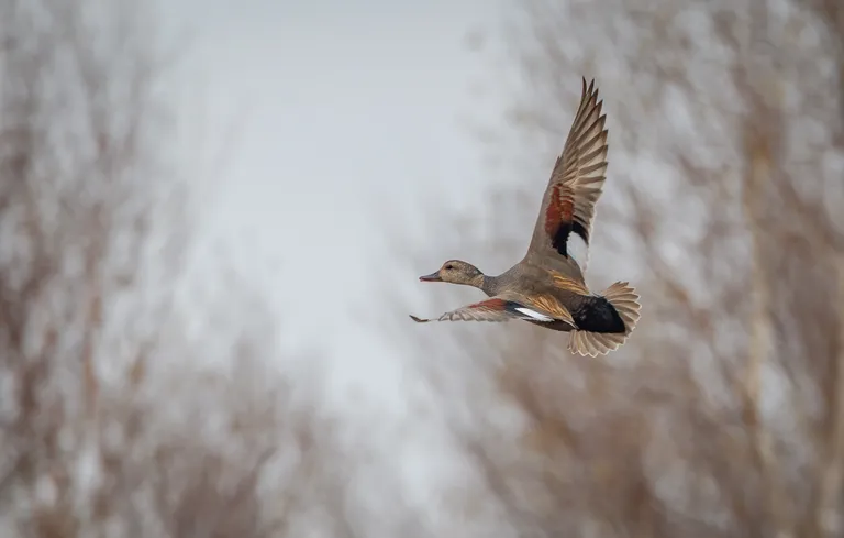 Gadwall
