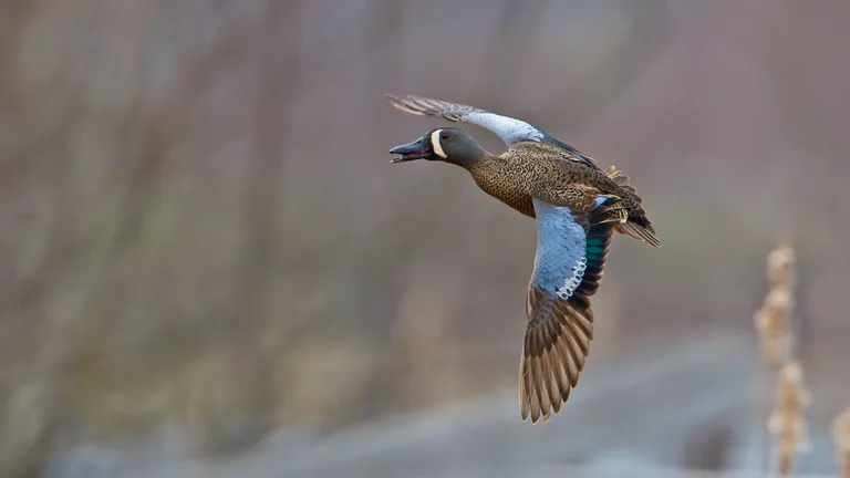 Blue-winged Teal
