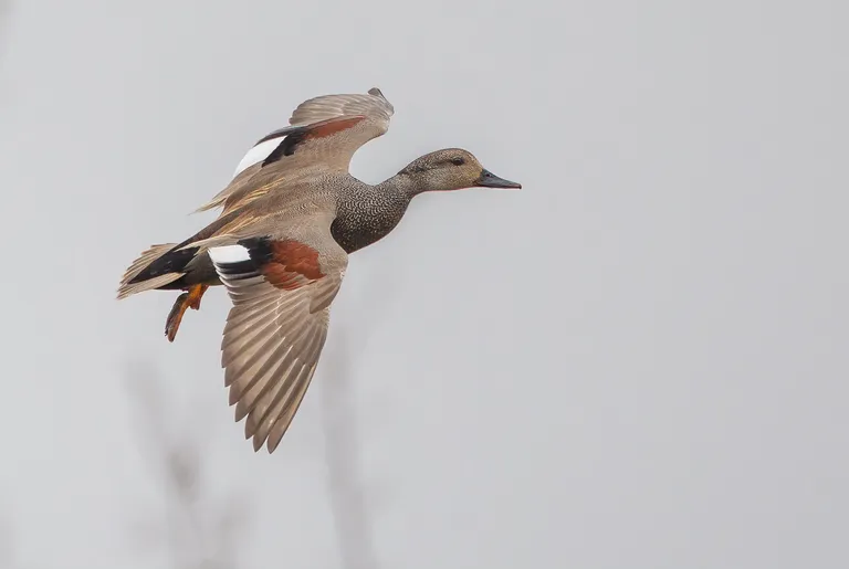 Gadwall