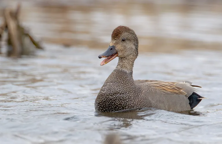 Gadwall