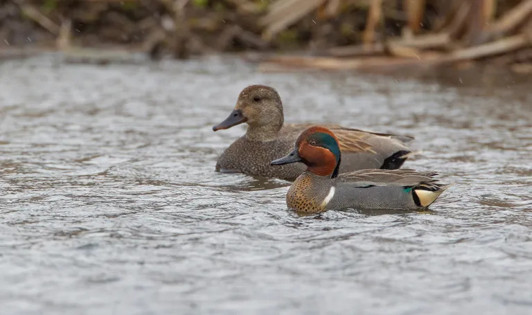 Green-winged Teal
