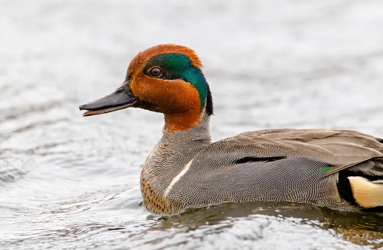 Green-winged Teal
