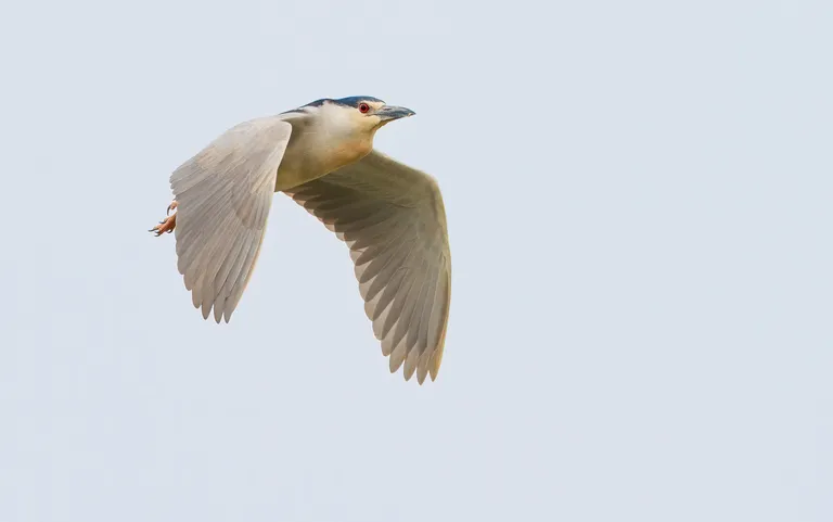 Black-crowned Night-Heron