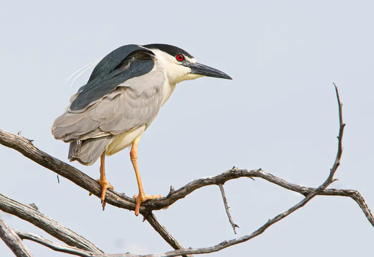 Black-crowned Night-Heron