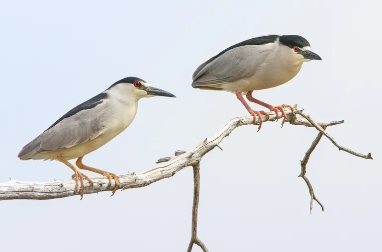 Black-crowned Night-Heron
