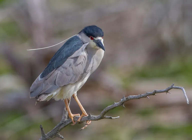 Black-crowned Night-Heron