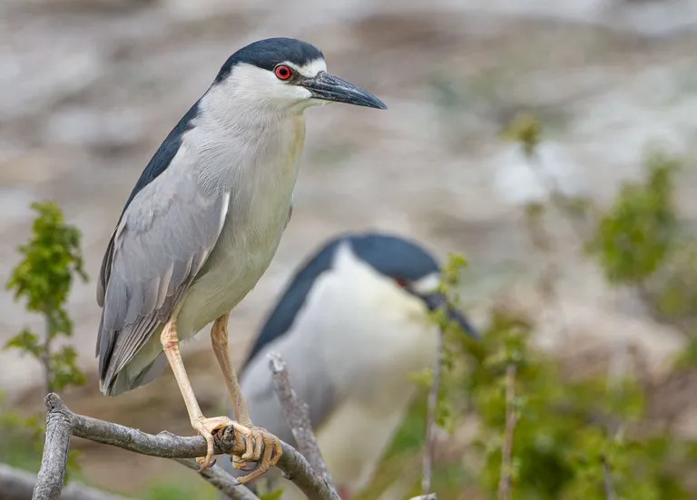 Black-crowned Night-Heron