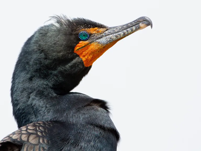 Double-crested Cormorant