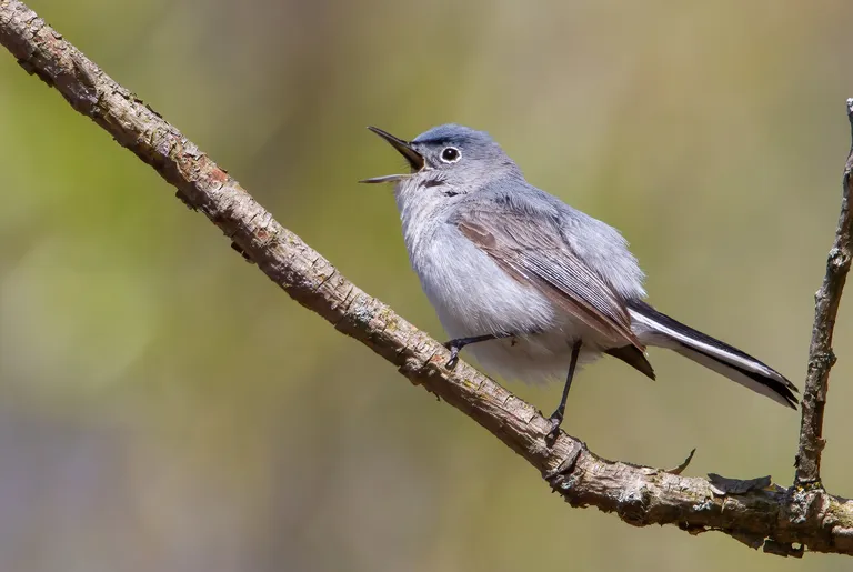 Blue-gray Gnatcatcher