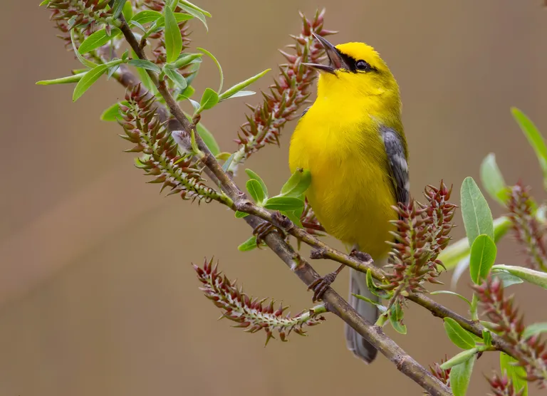 Blue-winged Warbler