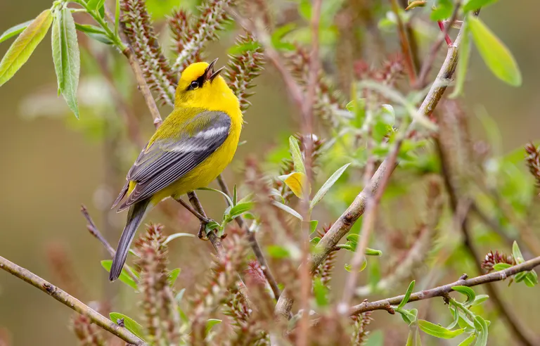 Blue-winged Warbler