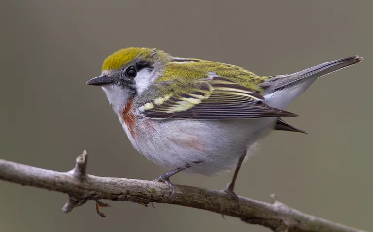 Chestnut-sided Warbler, female