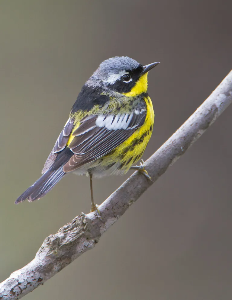 Magnolia Warbler, male