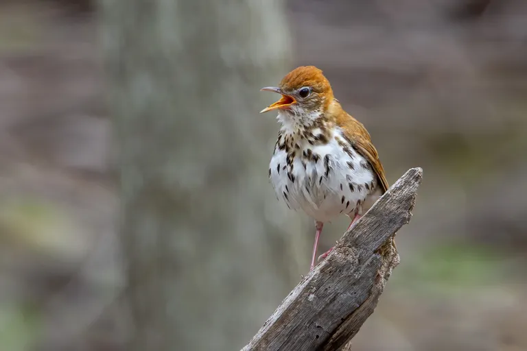 Wood Thrush