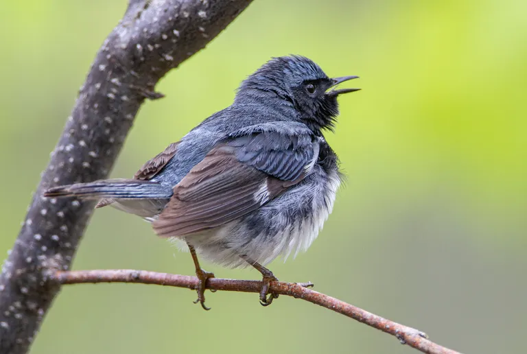 Black-throated Blue Warbler, male