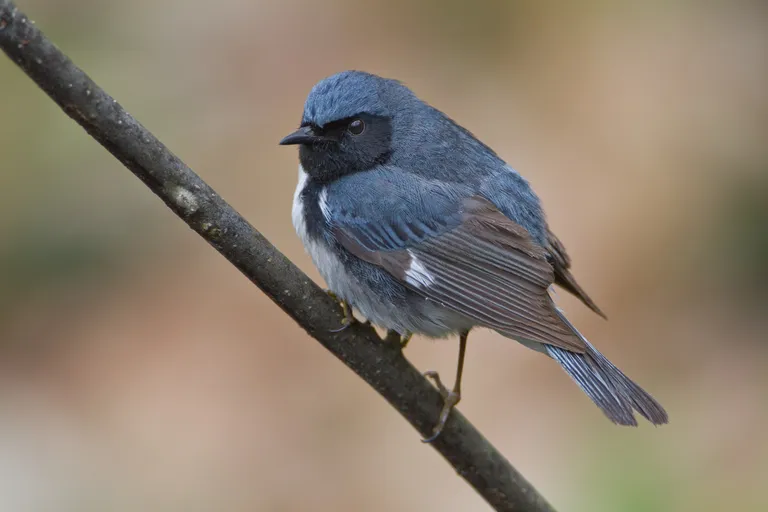 Black-throated Blue Warbler, male