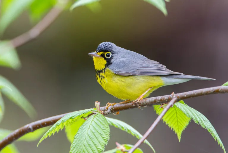 Canada Warbler, male