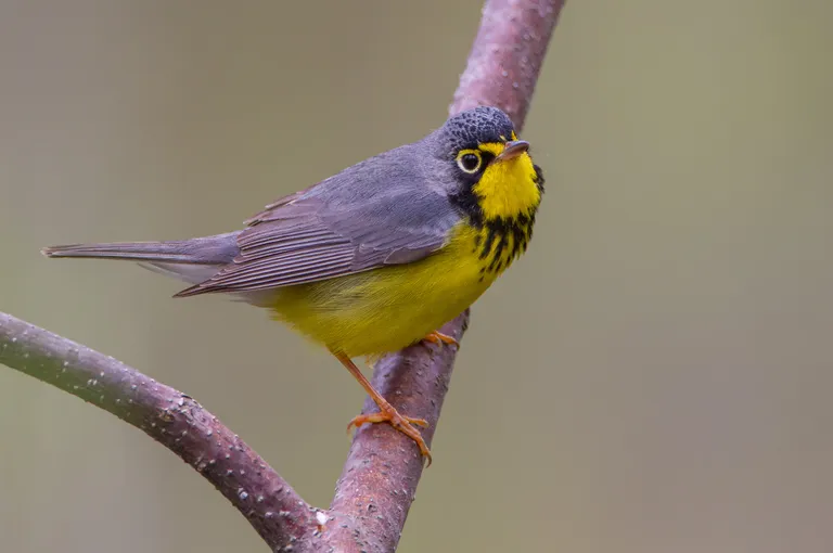 Canada Warbler, male