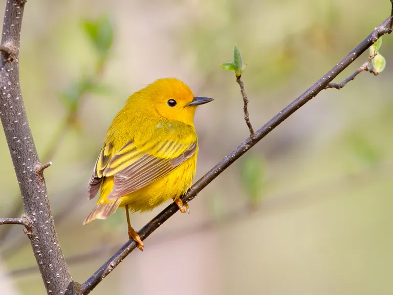 Yellow Warbler