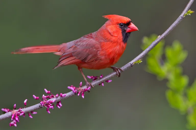 Northern Cardinal, male