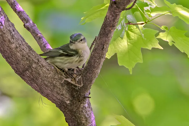 Cerulean Warbler, female
