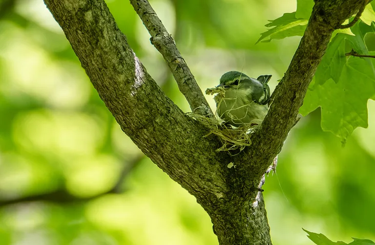 Cerulean Warbler, female