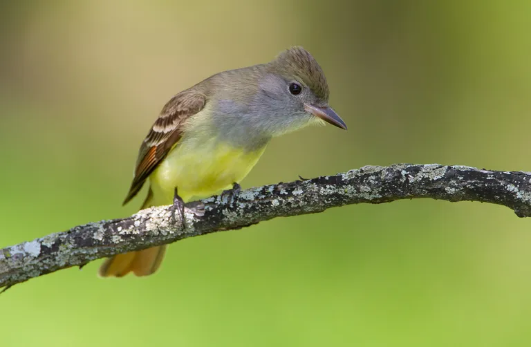 Great Crested Flycatcher