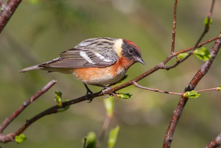 Bay-breasted Warbler, male