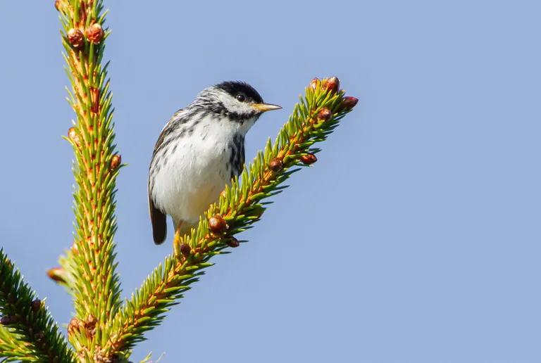 Blackpoll Warbler, male