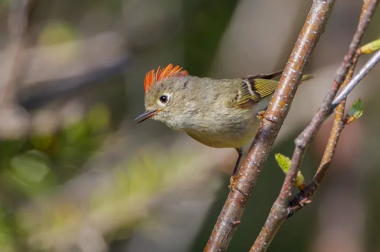Ruby-crowned Kinglet