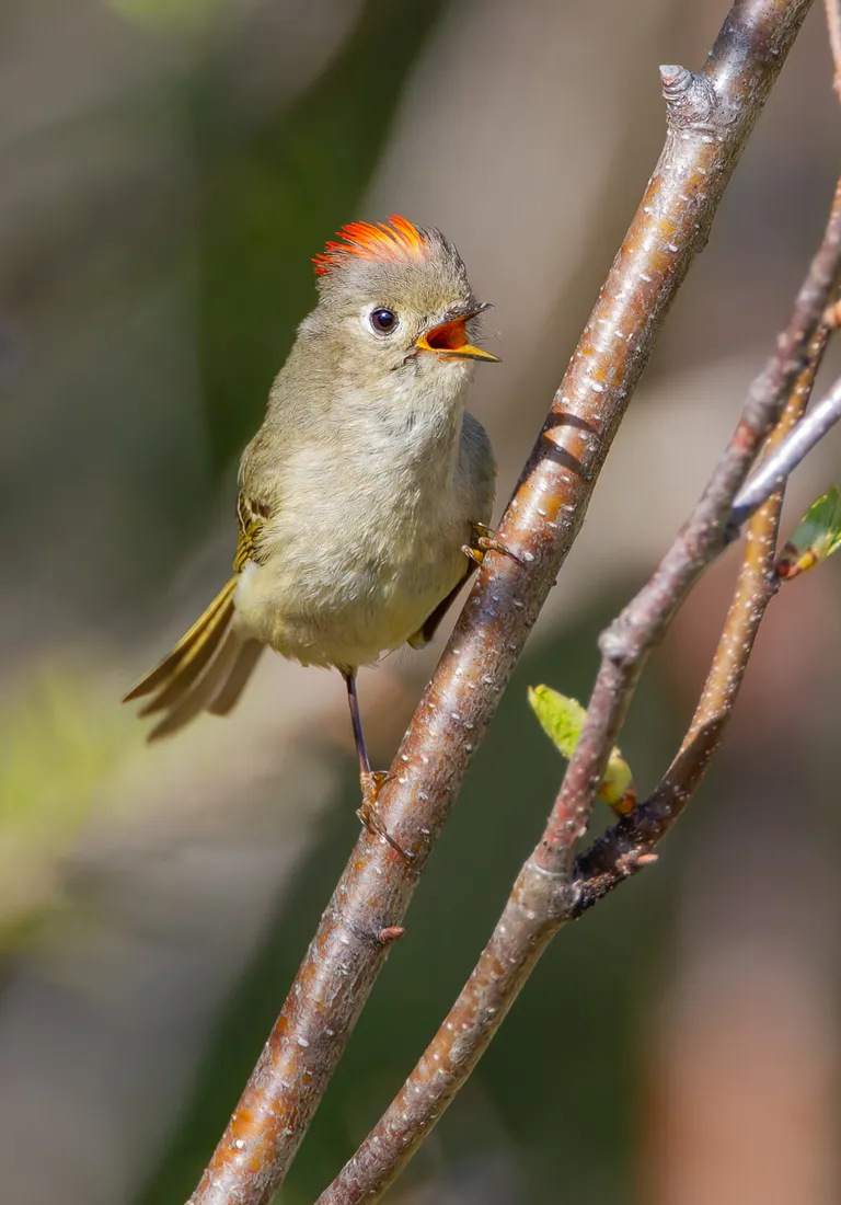Ruby-crowned Kinglet