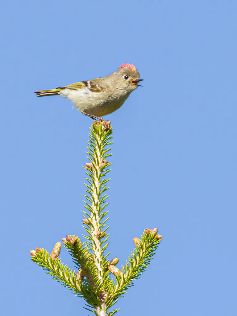 Ruby-crowned Kinglet