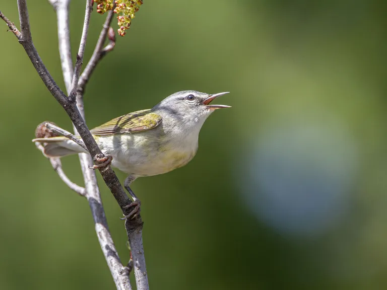 Tennessee Warbler