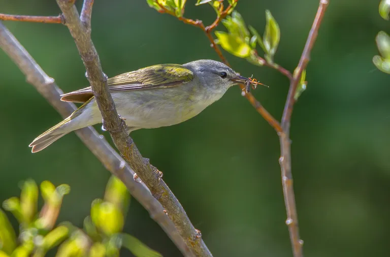 Tennessee Warbler