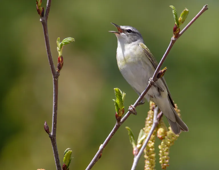Tennessee Warbler