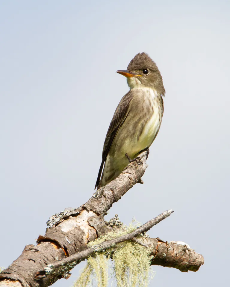 Olive-sided Flycatcher