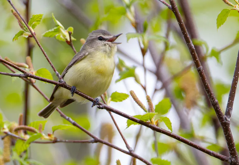 Philadelphia Vireo