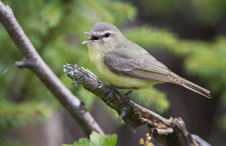 Philadelphia Vireo