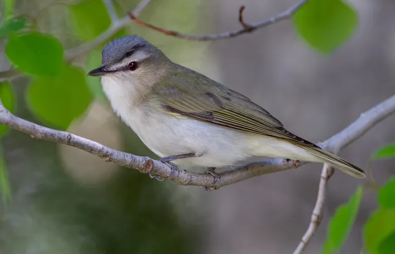 Red-eyed Vireo