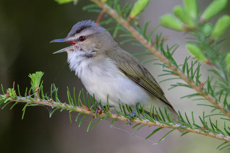 Red-eyed Vireo