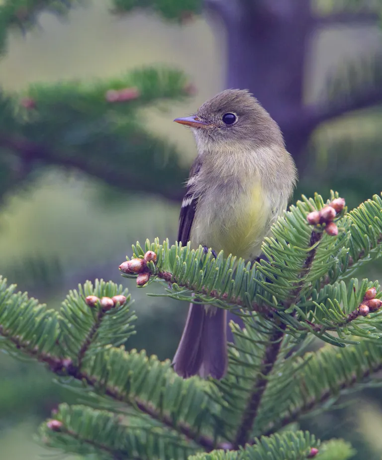 Yellow-bellied Flycatcher