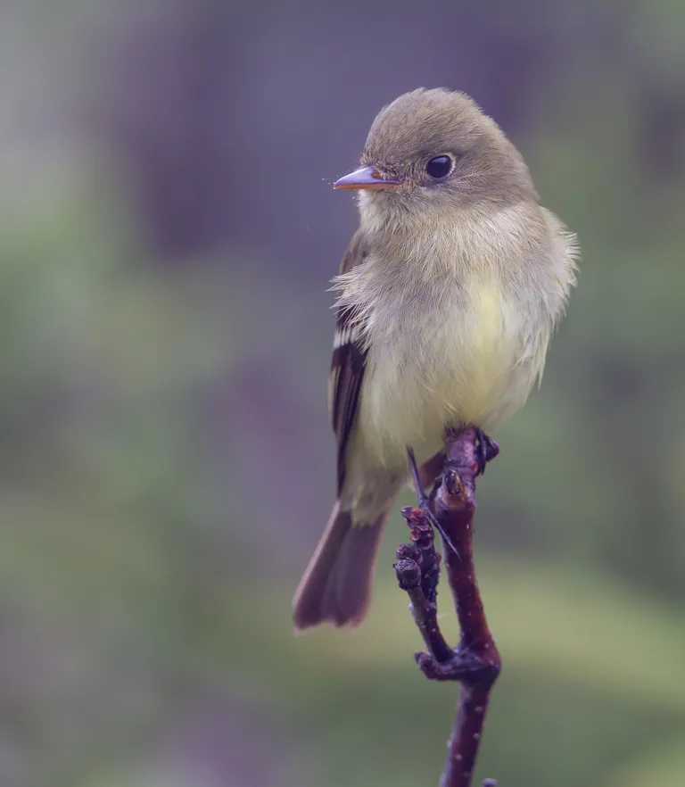 Yellow-bellied Flycatcher