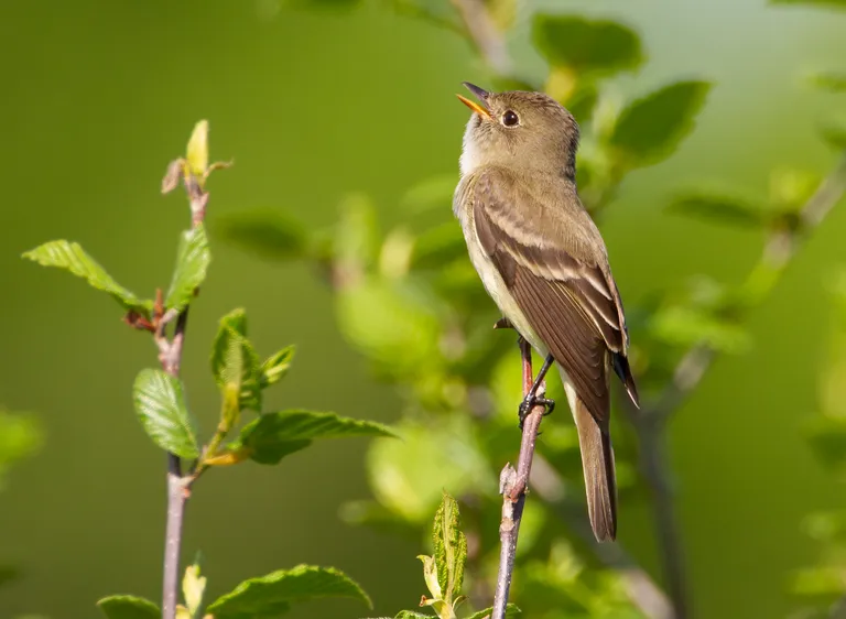 Alder Flycatcher